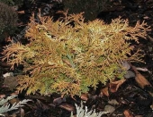 Chamaecyparis obtusa 'Bronze Pygmy' 